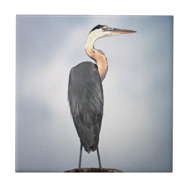 Great Blue Heron Tile (Front)