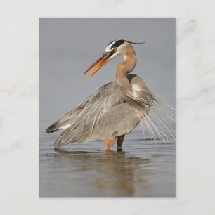 Great Blue Heron Twisting Postcard