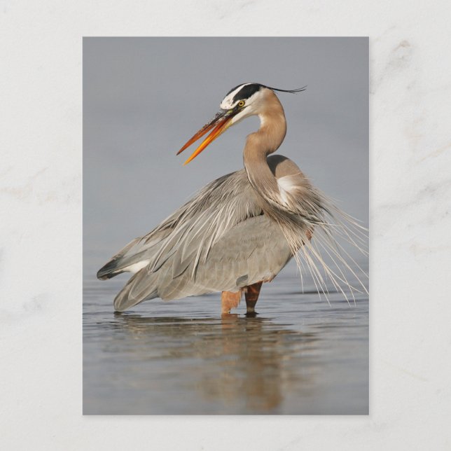 Great Blue Heron Twisting Postcard (Front)