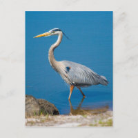 Great Blue Heron Wading Postcard