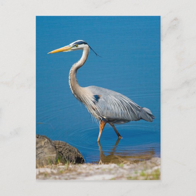 Great Blue Heron Wading Postcard (Front)