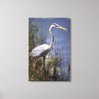 Great Blue Heron water bird