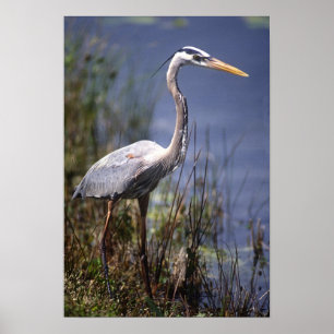 Great Blue Heron water bird found throughout Poster