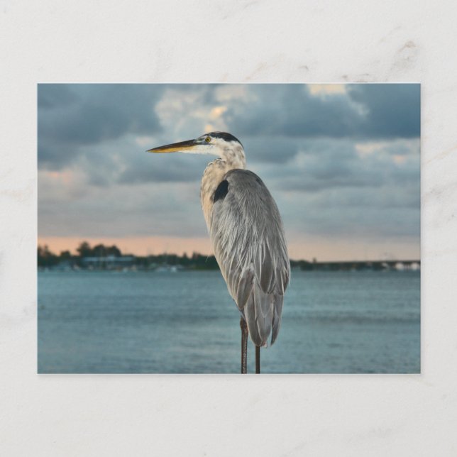 Great Blue Heron with Cortez in Backround Postcard (Front)