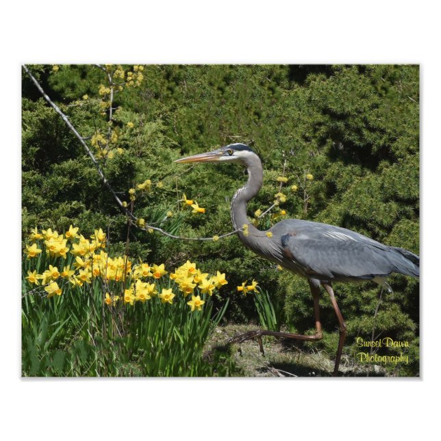 Great Blue Heron with Daffodals  Photo Print (Front)
