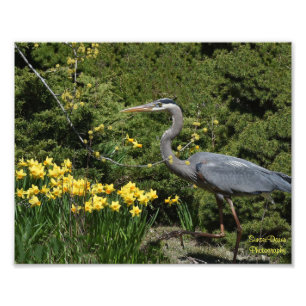 Great Blue Heron with Daffodals Photo Print