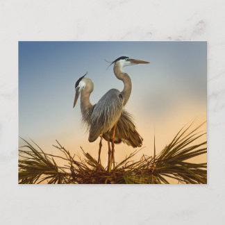 Great Blue Herons at Sunrise Postcard