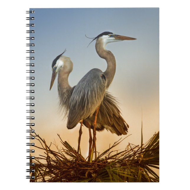 Great Blue Herons at Sunrise Spiral Notebook (Front)