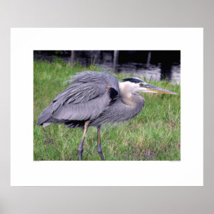 Great Blue Heron's Territory Poster