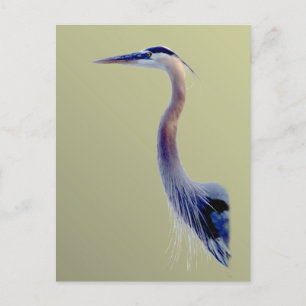 Great Blue Postcard