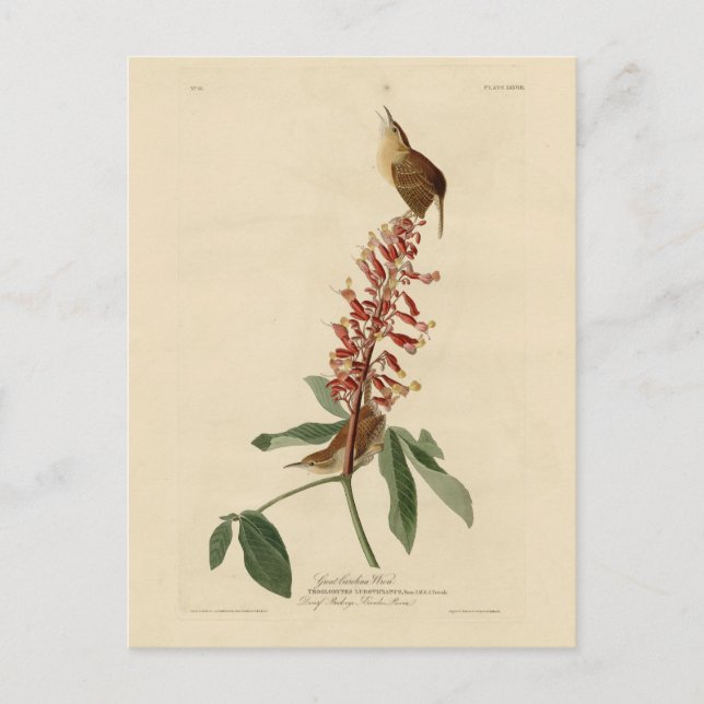 Great Carolina Wren - Audubon's Birds of America Postcard (Front)