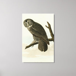 Great Cinereous Owl from Audubon Birds of America Canvas Print