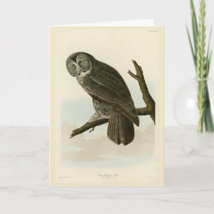 Great Cinereous Owl from Audubon Birds of America Card