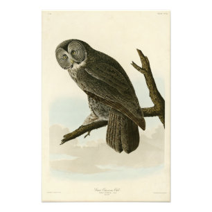 Great Cinereous Owl from Audubon Birds of America Photo Print