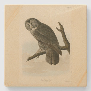 Great Cinereous Owl from Audubon Birds of America Stone Coaster