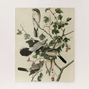 Great Cinereous Shrike - Audubon Birds of America Jigsaw Puzzle