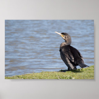 Great Cormorant Poster