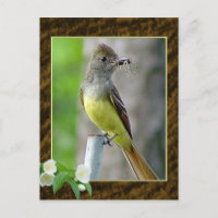Great Crested Flycatcher Postcard 2