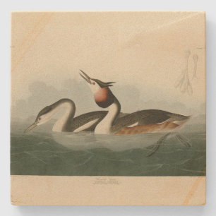 Great Crested Grebe - Audubon's Birds of America Stone Coaster