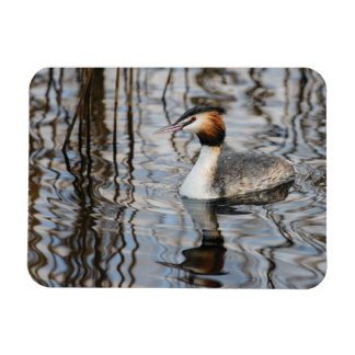 Great-crested Grebe Magnet