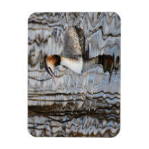 Great-crested Grebe