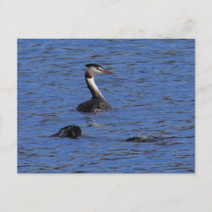 Great Crested Grebe Postcard