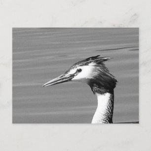 Great Crested Grebe Postcard
