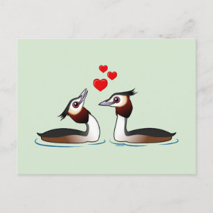 Great Crested Grebes in Love Postcard