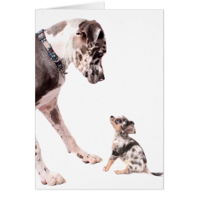 Great Dane and chihuahua (Front)