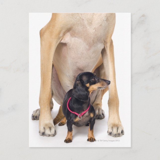 Great Dane and Dachshund portrait Postcard (Front)