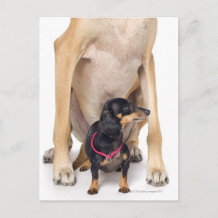 Great Dane and Dachshund portrait Postcard