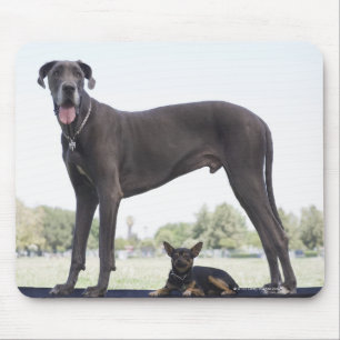 Great dane and small mixed-breed dog mouse pad