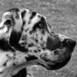 GREAT DANE BELT BUCKLES<br><div class="desc">A beautiful black and white photographic design of a Great Dane dog.</div>