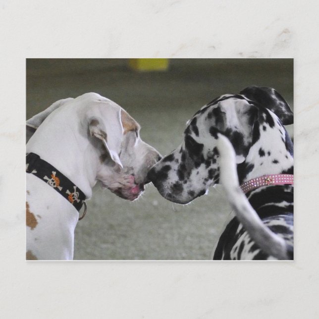 Great Dane Best Friends Postcard (Front)