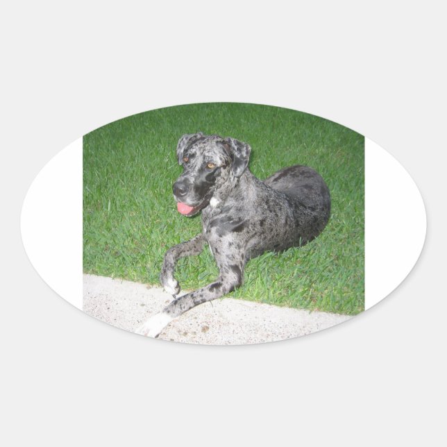 great dane blue merle laying oval sticker (Front)