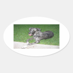 great dane blue merle laying oval sticker