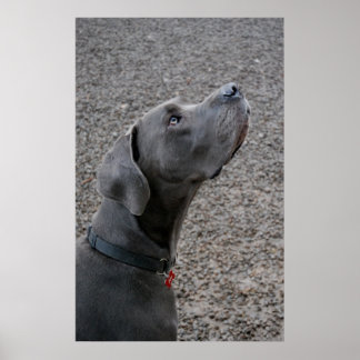 Great Dane blue Poster