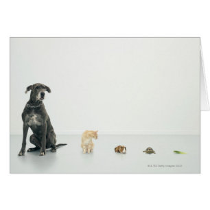 Great Dane, cat, guinea pig, tortoise and slug