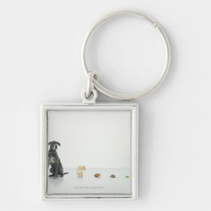 Great Dane, cat, guinea pig, tortoise and slug Key Ring