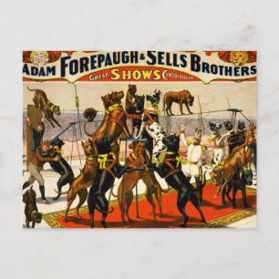 Great Dane Circus Show Postcard