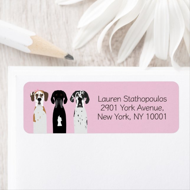 Great Dane Dogs (Insitu)