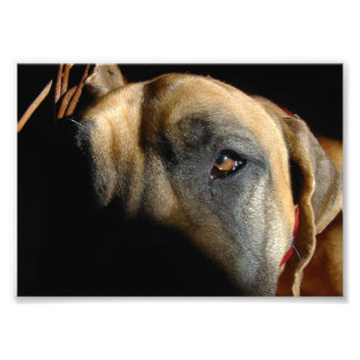 Great Dane eye Photo Print