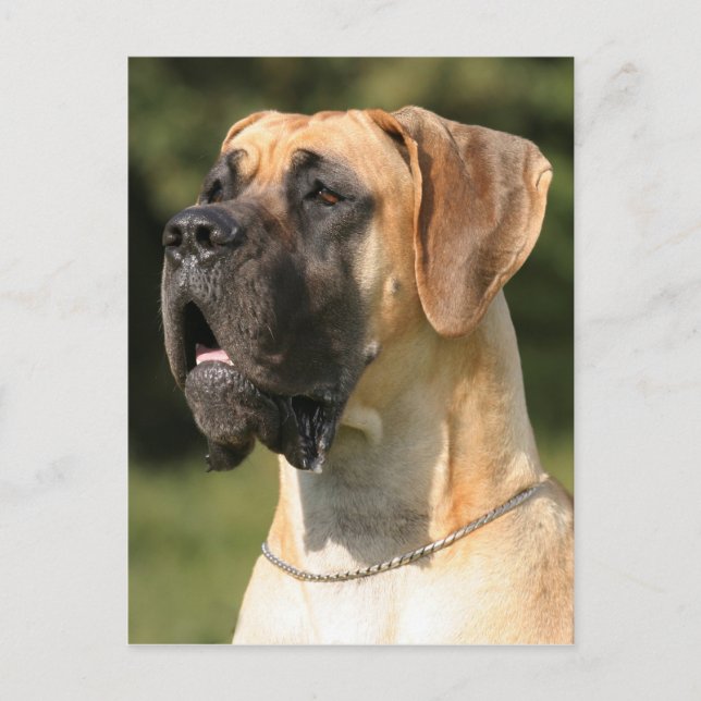 Great Dane - fawn / Deutsche Dogge - gelb Postcard (Front)