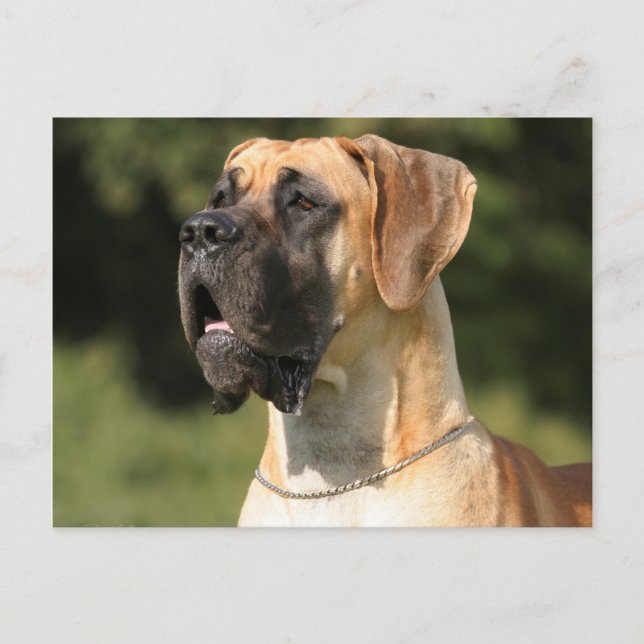 Great Dane - fawn / Deutsche Dogge - gelb Postcard (Front)