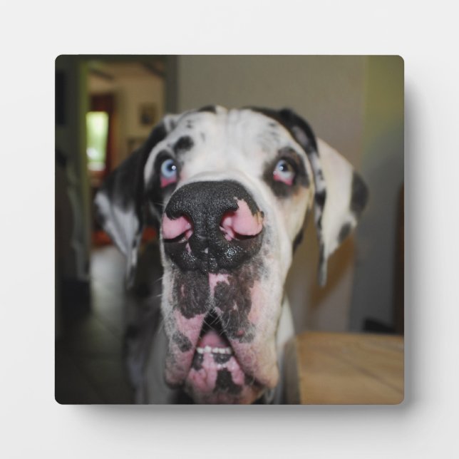 Great Dane Foto Plaque (Front)