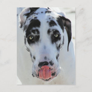 Great Dane - Harlequin - My Tongue Touches My Nose Postcard