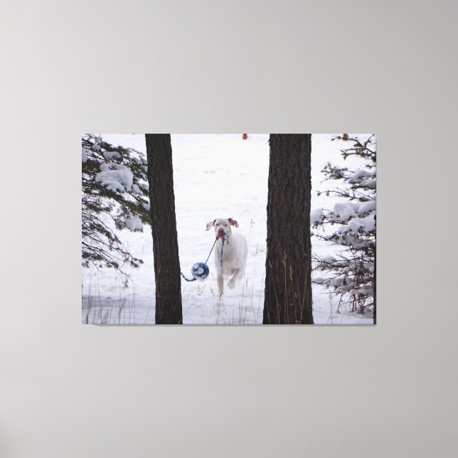 Great Dane having a ball this Holiday Season Canvas Print (Front)