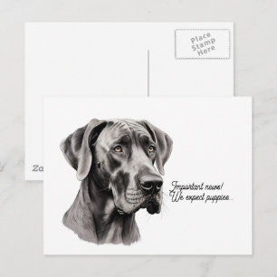 Great Dane Head drawing Postcard