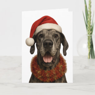 Great Dane in a Santa hat Christmas card
