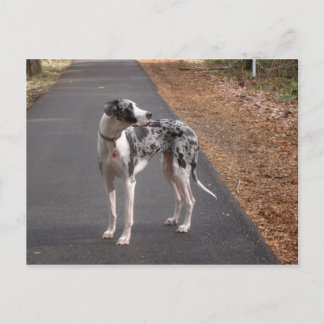 Great Dane Marley Postcard